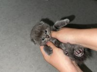 Scottish Fold ve British yavrular