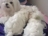 Ev üretimi kore kan, safkan maltese yavrular