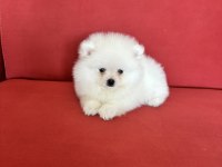 POMERANİAN BOO KÖPEĞİMİZ