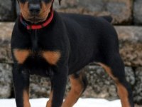 European Doberman Yavrular Mağazamızdan Güvenli Teslim