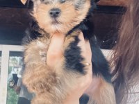 Orjinal tea cup yorkshire terrier yavrularımız