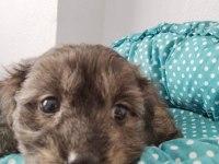 2 aylık maltipoo