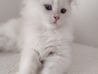 Kar Beyazı British Longhair Yavrumuz
