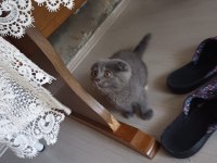 Gri Scottish Fold 4 Aylık