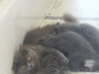 British shorthair bebelerimize yeni yuva arıyoruz