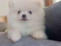 Pomeranian Boo Erkek Yavru
