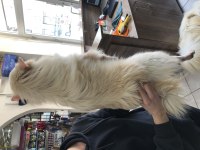 EĞİTİMLİ POMERANİAN SPİTZ