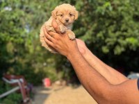 AŞILI ÇİŞ EĞİTİMLİ MALTİPOO BEBEKLER 