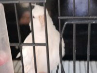 Yavru Sultan Papağanı Albino