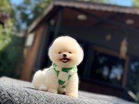 Orange Pomeranian Boo Köpeği
