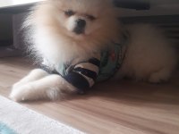 Yetişkin beyaz erkek Tayland Scr belgeli pomeranian