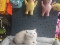 Üst Kalite British Shorthair Erkek