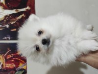 Ayıcık pomeranian yavrularımız teslime hazırdır