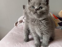 BRİTİSH SHORTHAİR KEDİMİZ