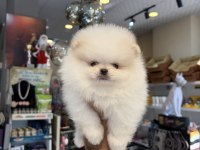 Ukrayna doğumlu Pomeranian boo yavrular