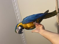 Yavru Macaw 81 İle Gönderim Mevcuttur