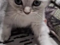 Scottish fold top kafa sıfır kulak