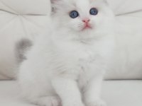 Full şecereli ragdoll yavruları