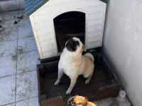 2 adet pug