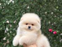 Ayıcık Surat Pomeranian Boo Yavrular