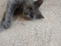 3 tane british shorthair
