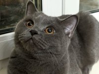 2 yaşında british shorthair çok iyi huylu