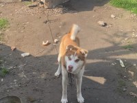 Orijinal husky