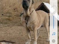 Kangal köpeğimiz