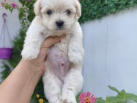 Kilo Garantili Erkek Maltese