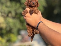 ÇİŞ EĞİTİMLİ TOY POODLE BEBEKLER 