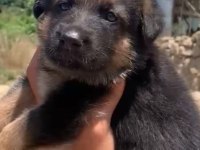Orjinal Alman Çoban Köpeği (Alman Kurdu) Yavrusu