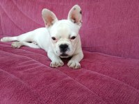 Fransız buldog 2aylik dişi çok akıllı