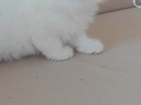 British longhair kedisi