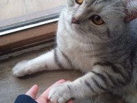 Simba erkek kedi