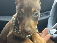 Doberman yavru köpeklerimiz