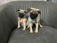 Sıfır burun A kalite pug bebekler