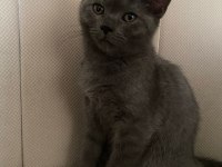 2.5 aylık Oyuncu British Shorthair