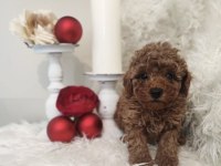 A KALİTE TÜY DÖKMEYEN TOY POODLE KÖPEĞİ