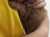 Yavru Toy Poodle