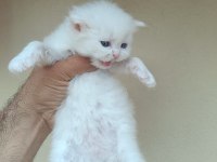 1 AYLIKTIR KEDİLER