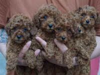 Birbirinden sevimli toy poodle yavrular