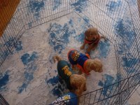 Tuvalet eğitimli maltipoo yavrular