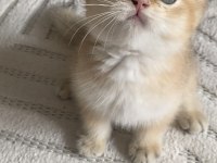 BRİTİSH SHORTHAİR KEDİSİ