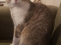 Erkek scottish fold çiftleştirmek için