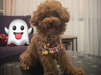 toy poodle yavru köpeklerimiz