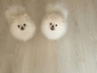 3.5 aylık pomeranian yavrularımız