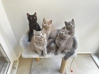 British Shorthair yavrularımız yeni aile arıyor