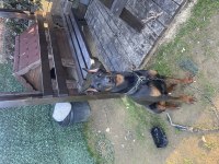 Eğitimli oğlum mars doberman 9.5 aylık