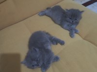 British shorthair bebelerimize yeni yuva arıyoruz