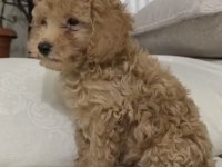 2 Aylık Toy Poodle